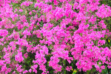 Obraz premium Vibrant Pink Flowers