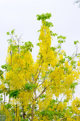 Vibrant Yellow Flowers