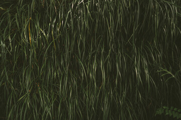 Grass wall in Queen Sirikit botanical garden in Chaing Mai