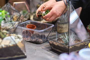 female holds glass florarium vase with succulent plants Small garden with miniature plants. Home indoor plants. DIY florarium. Colorful plants growing in glass geometric