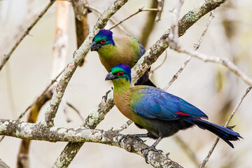 Purple crested Lourie mother with her young at feeding time