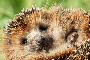 A small hedgehog lies on its back and looks at the camera close-up.