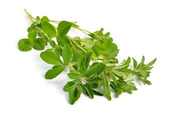 Fenugreek or Trigonella foenum-graecum. Green plant. Isolated on white background