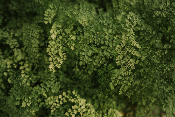 common Maidenhair spleenwort in Queen Sirikit botanical garden in Chaing Mai