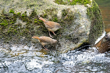 A pair of white browed scrub wrens on a rock
