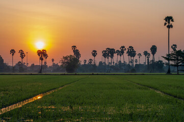 Obraz na płótnie Canvas Sunrise on the field and the palm forest.