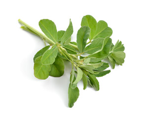 Fenugreek or Trigonella foenum-graecum. Green plant. Isolated on white background