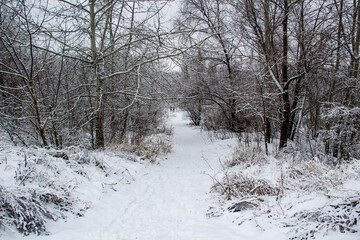 Obraz premium Walking way in the winter nature in city sumy in Ukraine. Winter trees covered with snow and a snowy trail in forest background
