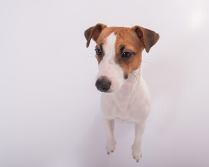 Portrait of funny dog Jack Russell Terrier on a white background. Fish eye.