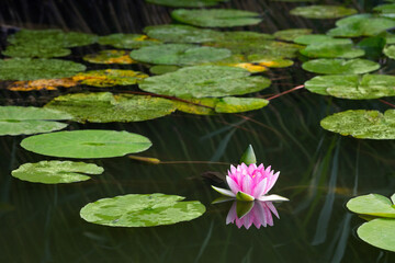 blooming pink water lily in the lake Bokod, Hungary