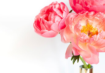 A bouquet of fresh beautiful coral peonies close up on the white background. Copy space