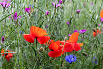 Wiesenblumen, bunte Blumenwiese