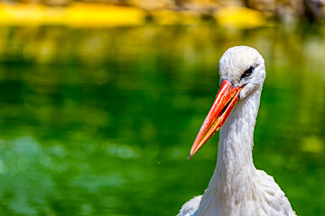 stork picture from izmir alsancak zoo