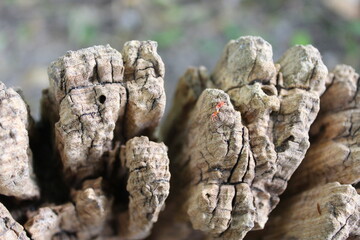 red spiders on the tree stump