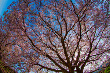 青空と一本桜