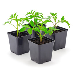 Seedlings of tomato in plastic  pot.
