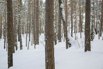 Mixed forest in winter. Birches and pines. White snow.