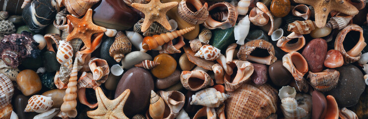 Mix of wet seashells and stones. Panorama. Banner. 

