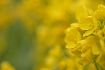 菜の花　接写