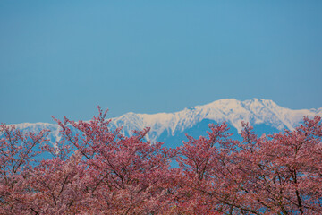 桃源郷と南アルプス