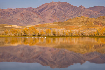 swans mountains lake autumn dawn