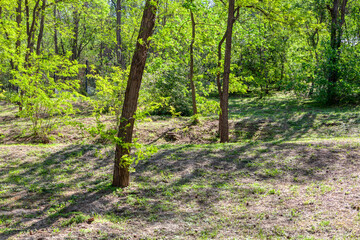 Fototapeta premium Fresh spring nature in the park . Nature in april month 
