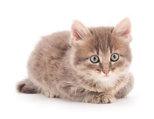 Obraz premium Little gray kitten lies.