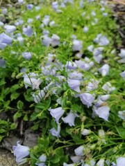 little beautiful purple bells flowers. close up. Blooming Campanula. Floral Wallpaper