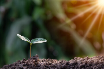 Agriculture and young plant grow sequence with morning sunlight and  green blur background. Germinating seedling grow step sprout growing from seed. Nature ecology and growth concept with copy space.