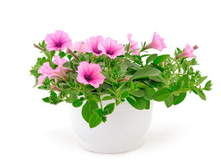 Bouquet of flowers sulfinia in a pot.