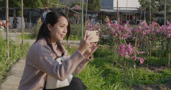 Woman take photo on cellphone in lily flower farm