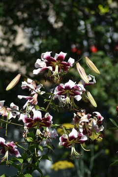 beautiful delicate flowers grow in the garden