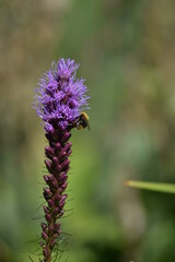 beautiful delicate flowers grow in the garden