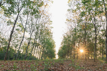 Leaves production season of the rubber plantation.With sunrise in morning