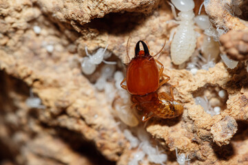 Termite and white larvae on a termite nest,close up