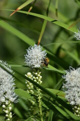 beautiful delicate flowers grow in the garden