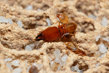 Termite and white larvae on a termite nest,close up