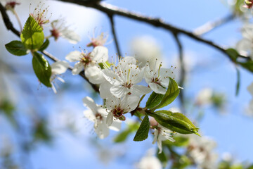 Spring blossom. Branch of a blossoming apple tree on garden background