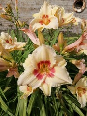 beautiful blooming orange and yellow daylilies on the flower bed.floral wallpaper