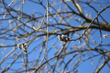 Kidney on branches in spring against the blue sky background.