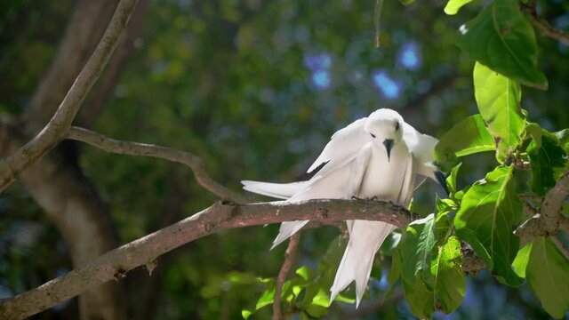 A pair of Fairy Terns or white tern Sitting on a branch and mating