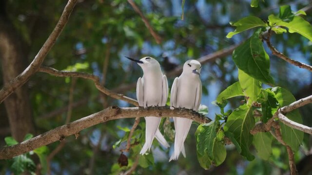 A pair of Fairy Terns or white tern Sitting on a branch and mating
