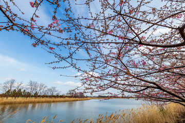 三分咲の河津桜