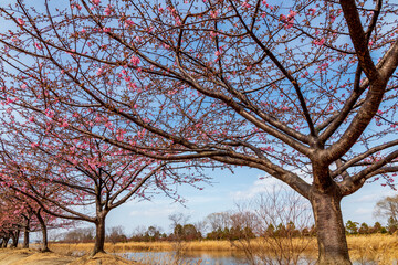 三分咲の河津桜