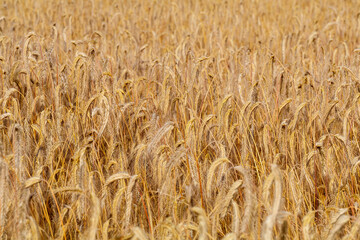 Getreidefeld vor der Ernte, Getreide