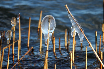 icicle caused by the wind on reed at the Zevenhuizerplas