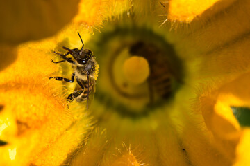 The inside of squash flower and honeybees