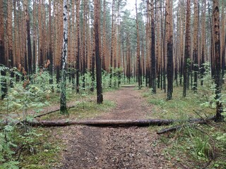 forest in autumn