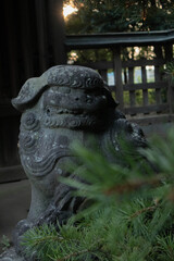 Obraz premium 松の木と狛犬