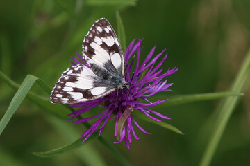 Marbled White